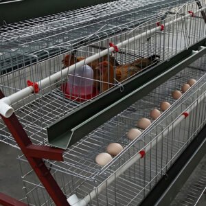 a type ladder layer chicken cage for poultry farm