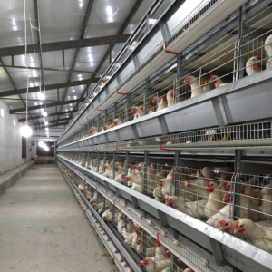 automated h type layer cage system for poultry