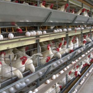 Premium A-Type Layer Chicken Cage for Poultry Farm