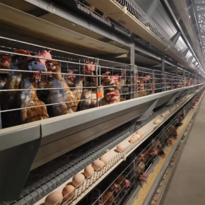vertical stacked layer chicken cage for poultry farm